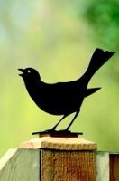 Zaunvogel "Amsel"