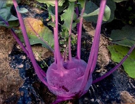 Kohlrabi "Blaro", rot