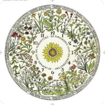 Linnés Blumen-Uhr