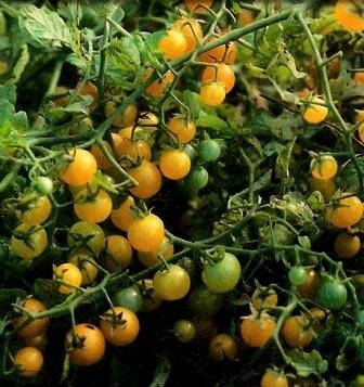 Tomate "Gelbe Johannisbeere"