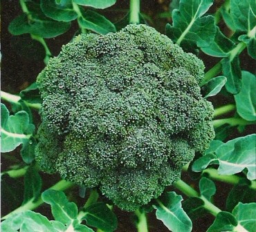 Broccoli Ramoso calabrese