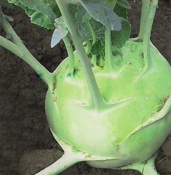 Kohlrabi Superschmelz