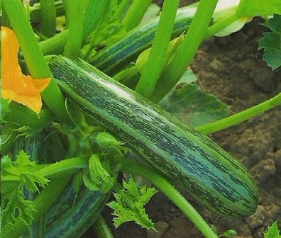 Zucchini Cocozelle von Tripolis