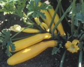 Zucchini "Gold Rush"