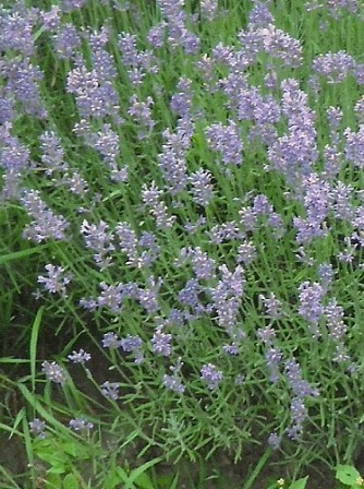 Lavendel