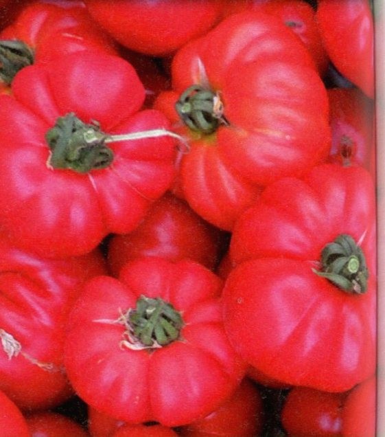 Tomate Marmande