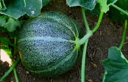 Zuckermelone "Petit gris de Rennes"