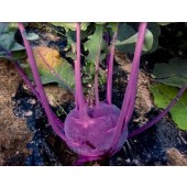 Kohlrabi "Blaro", rot