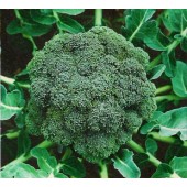 Broccoli Ramoso calabrese