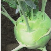 Kohlrabi Superschmelz