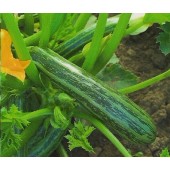 Zucchini Cocozelle von Tripolis