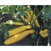 Zucchini "Gold Rush"