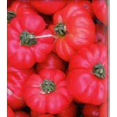 Tomate Marmande