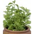 Stevia